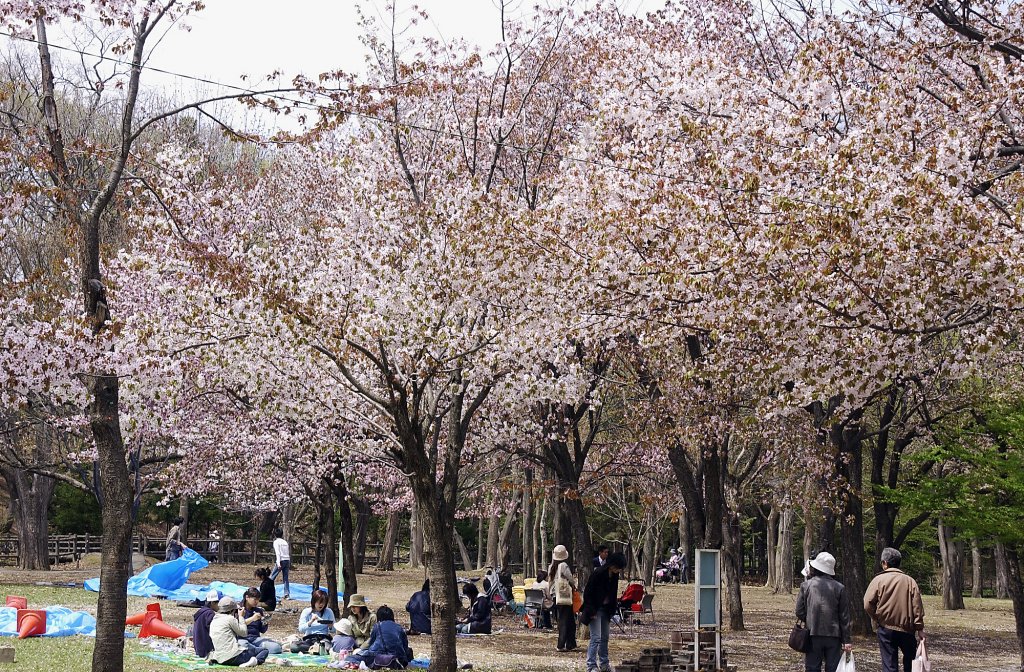 maruyama-history-桜が満開の公園