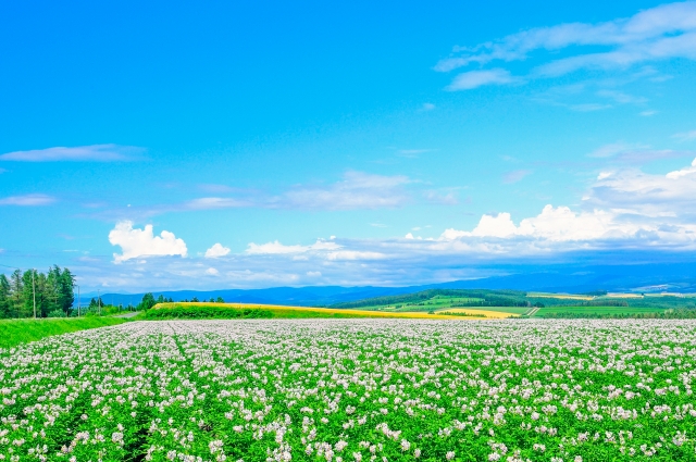 北海道の花畑の写真