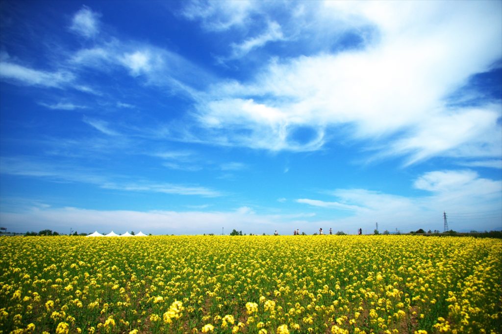 青空と菜の花畑の写真