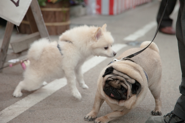 嫌がる犬の写真