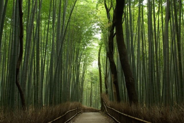嵐山の竹林の写真