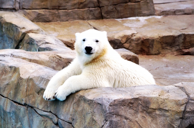 円山動物園のシロクマの写真