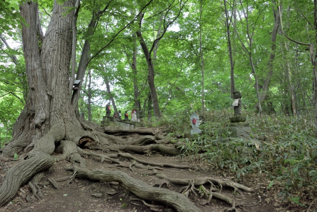 円山登山道の写真