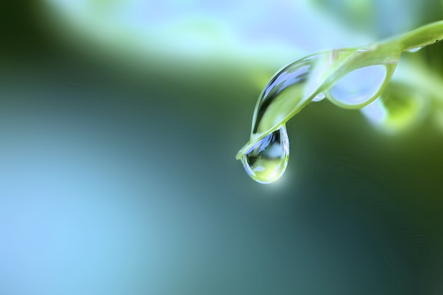 葉に滴る輝く水滴