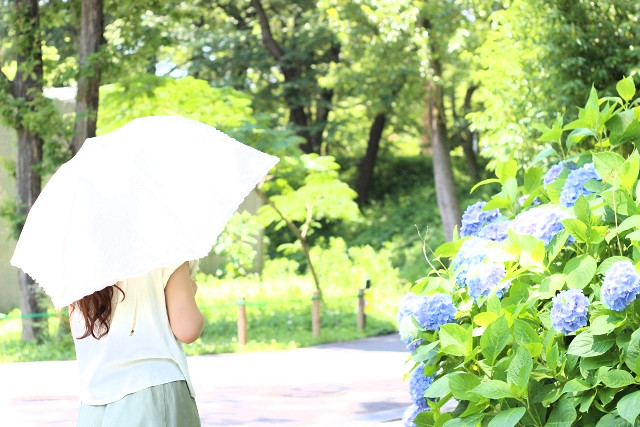 真夏の公園で日傘をさしながら散歩する女性の後ろ姿