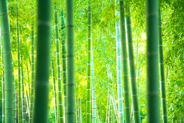 様々な太さの竹が生える竹林