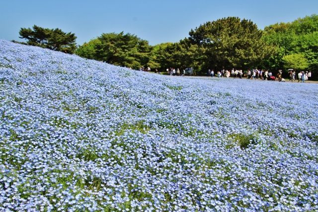 ひたちなか市の海浜公園の風景写真