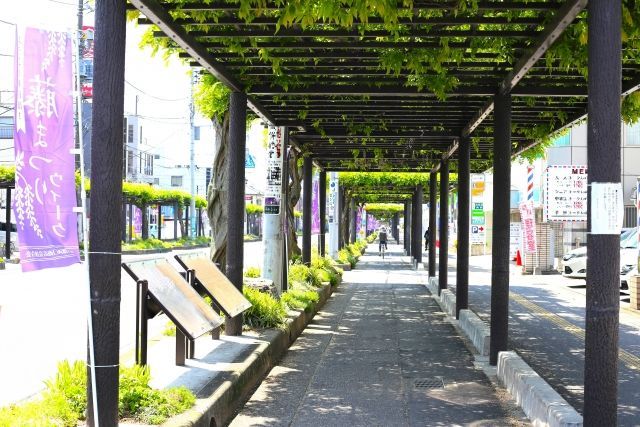 春日部市の藤棚